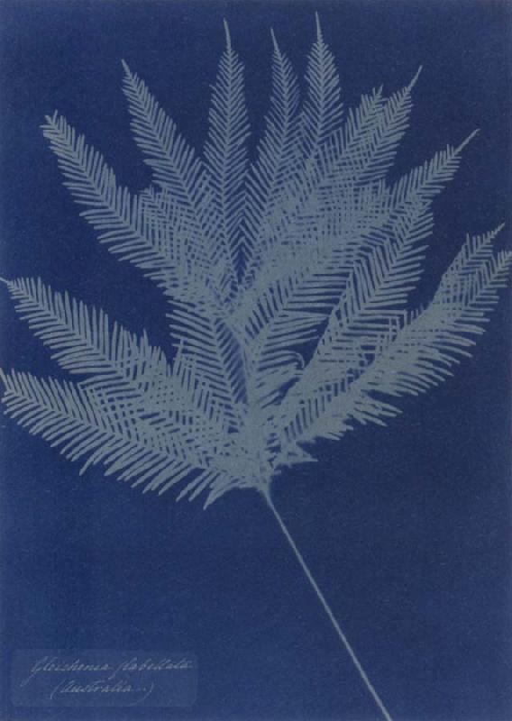 Anna Atkins Gleichenia flabellata